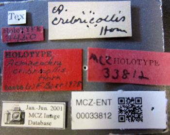 Media type: image;   Entomology 33812 Aspect: labels